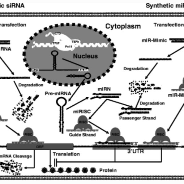 microRNA抑制剂合成