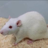 肺纤维化大小鼠模型构建