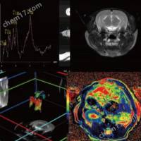 动物核磁共振检测