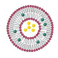 包载NF-κB 诱骗物寡脱氧核苷酸(ODN)、金纳米棒(GNR)和地塞米松(DEX)的脂质体被叶酸修饰