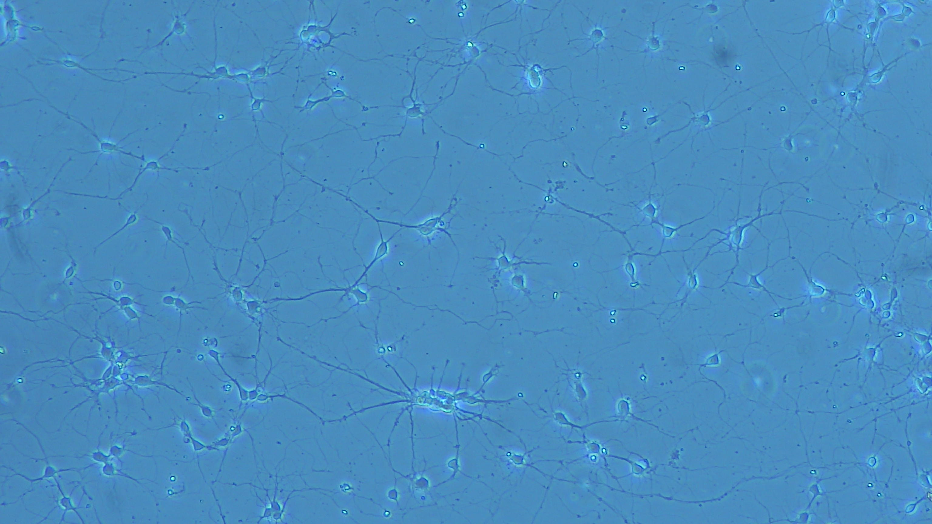 7d-皮层.jpg 7d-皮层.jpg