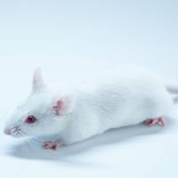 肺间质纤维化(PF)动物模型