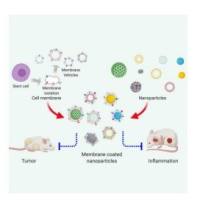 负载阿霉素(DOX)的超顺磁性氧化铁(SPIO)纳米粒子被间充质干细胞膜包裹