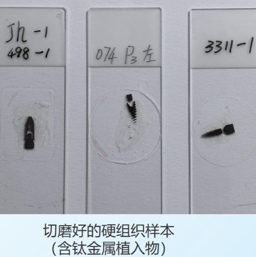 硬组织切片服务