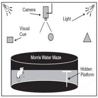 行为学检测(水迷宫)