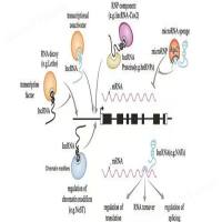 lncRNA高通量测序