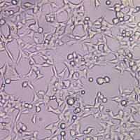 人胚肾细胞(HEK 293-Cas9)
