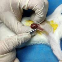 急性心肌缺血动物模型