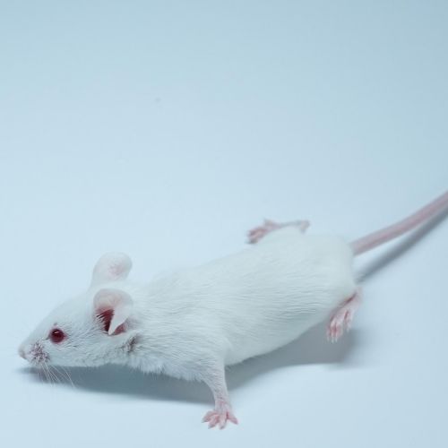 Ⅰ型糖尿病大鼠模型