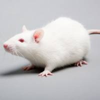 肠粘连动物模型