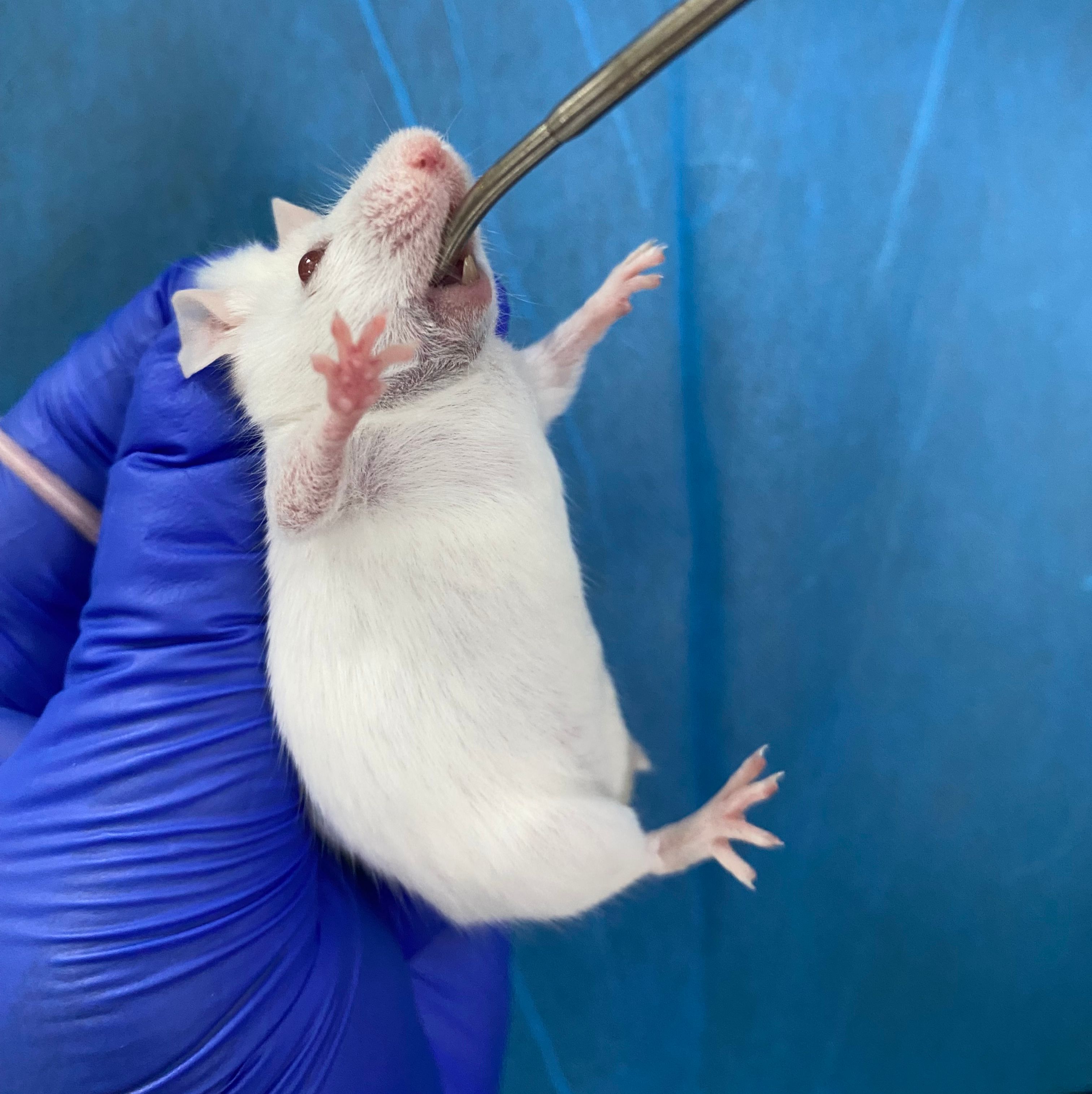 呼吸窘迫综合症动物模型