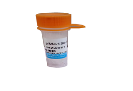 上海圻明生物大提质粒专业定制