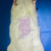 肝硬化动物模型