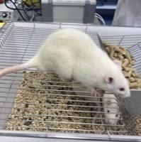 多囊卵巢综合症PCOS模型