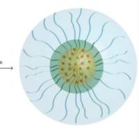 壳聚糖（CS）-西黄烷酸（XF）-谷胱甘肽（GSH）纳米粒包封肿瘤抑制因子miR-219