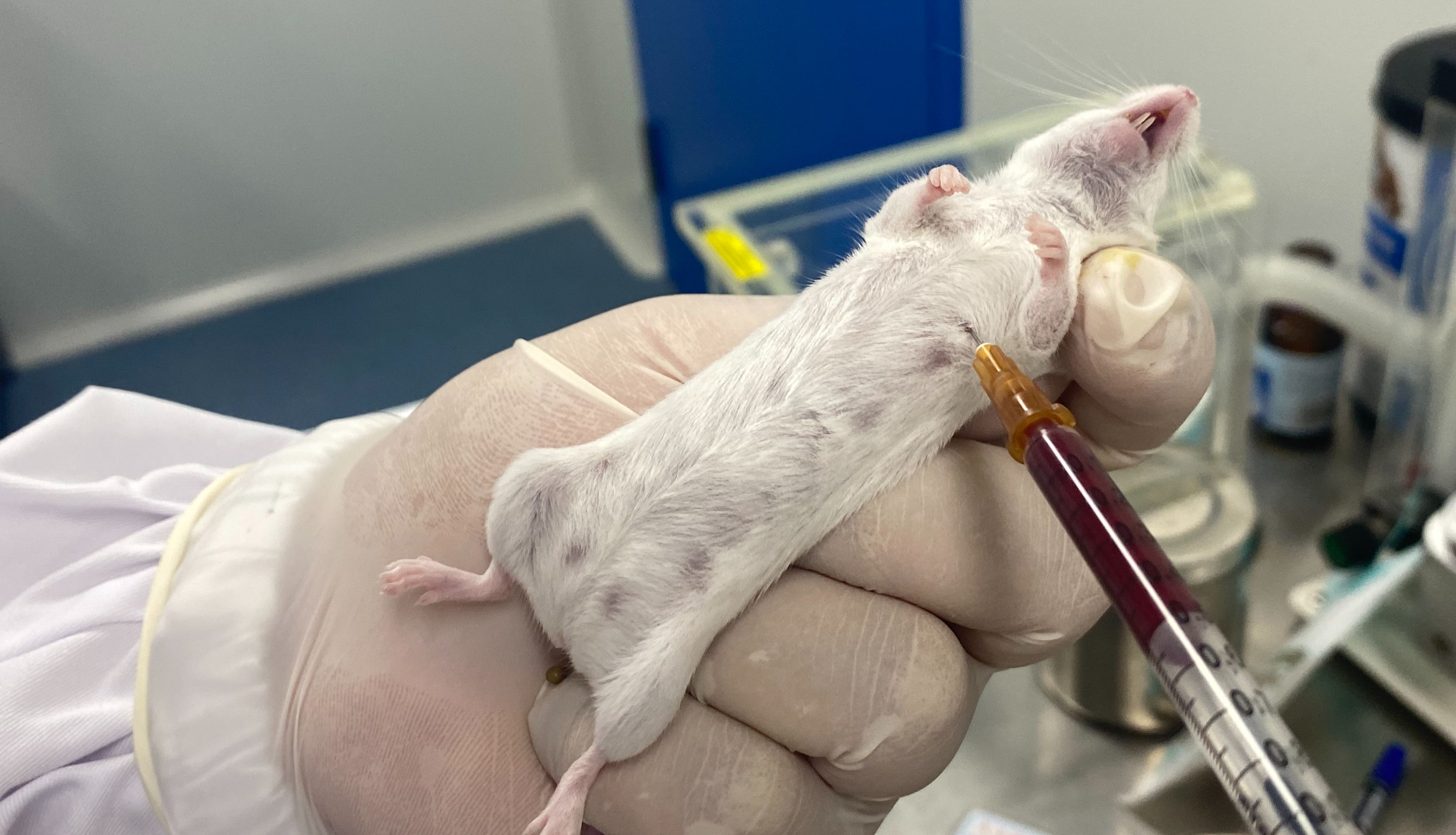 常见的几种实验动物模型分类？你真的了解吗？