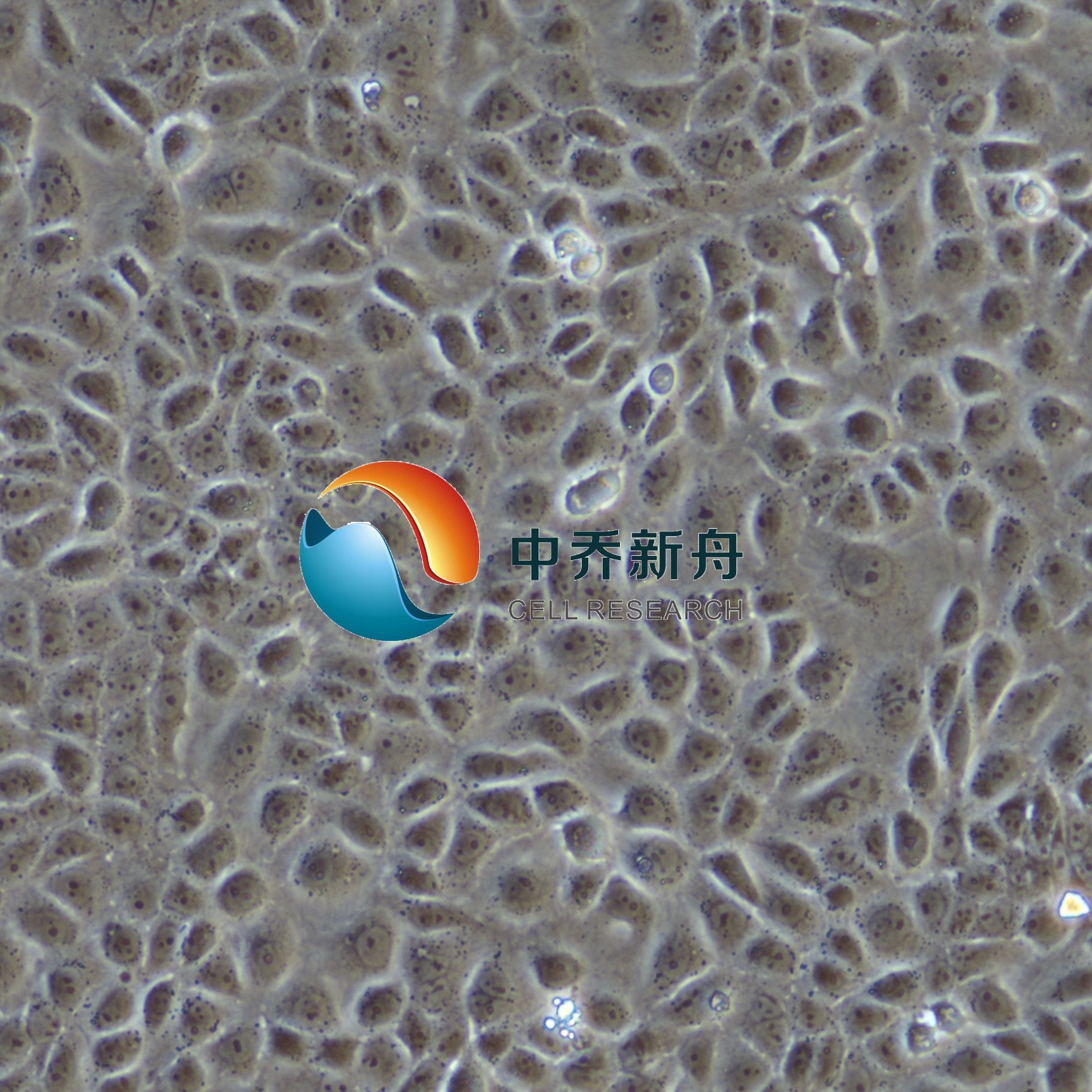 大鼠股骨头微血管内皮细胞 