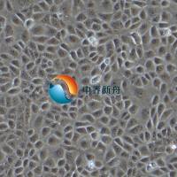 大鼠股骨头微血管内皮细胞