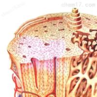 骨组织样本脱钙