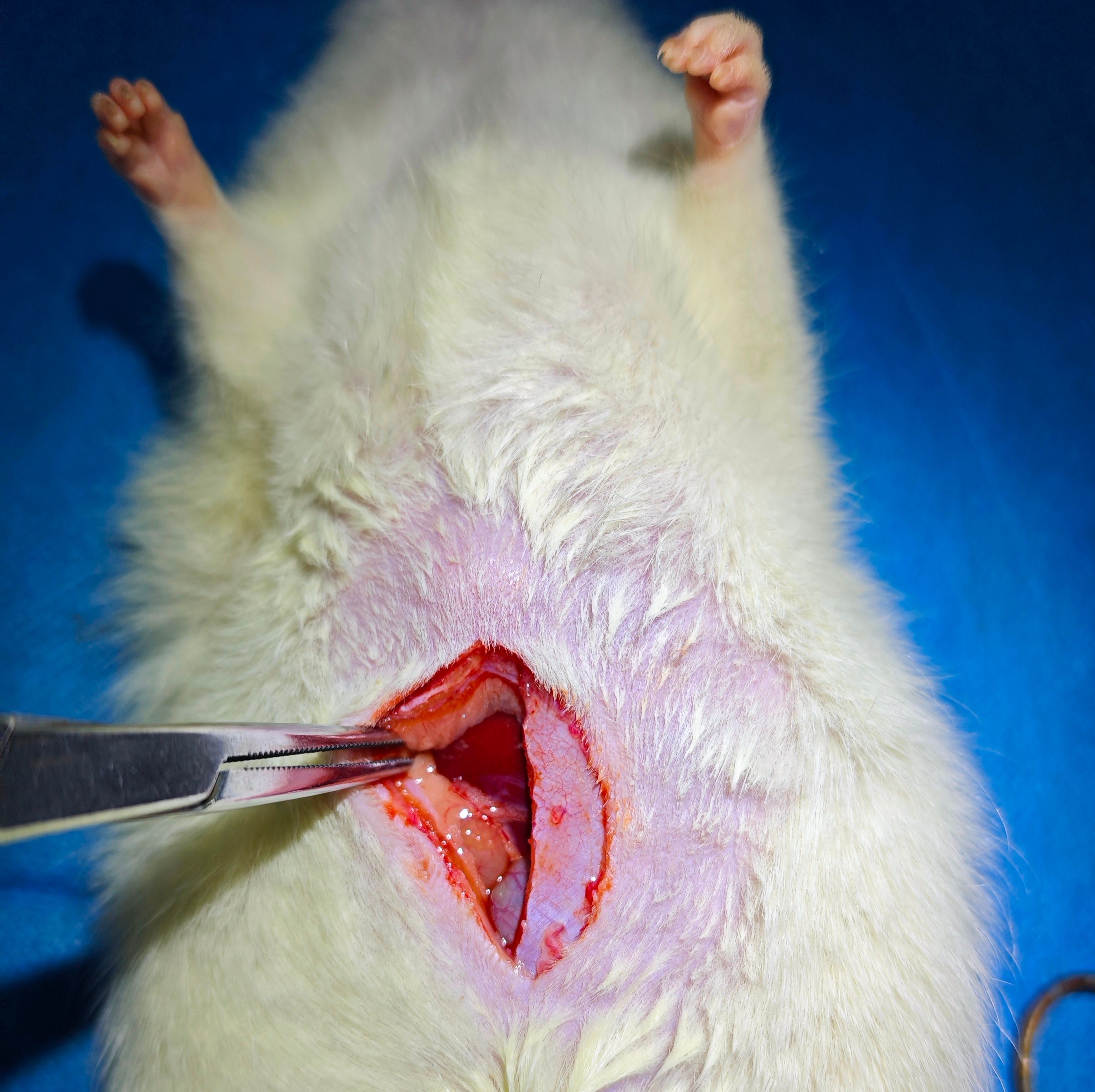 急性出血性胰腺炎动物模型