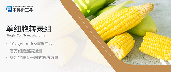 Nat Commun | 打破植物抗逆研究内卷：中国农科院普莉团队新作带你看玉米根系如何 “智斗”热胁迫