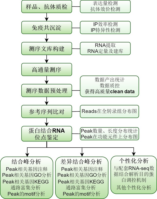 RIP测序 | 核酸-蛋白互作研究