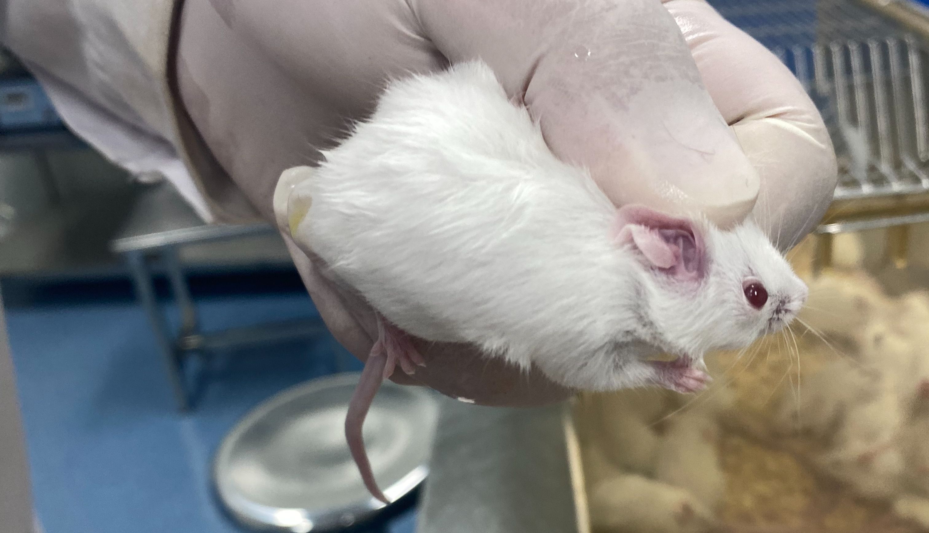 大小鼠的采血方法