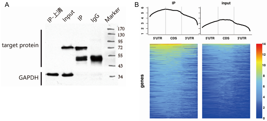 RIP测序 | 核酸-蛋白互作研究