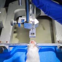 学习记忆障碍动物模型