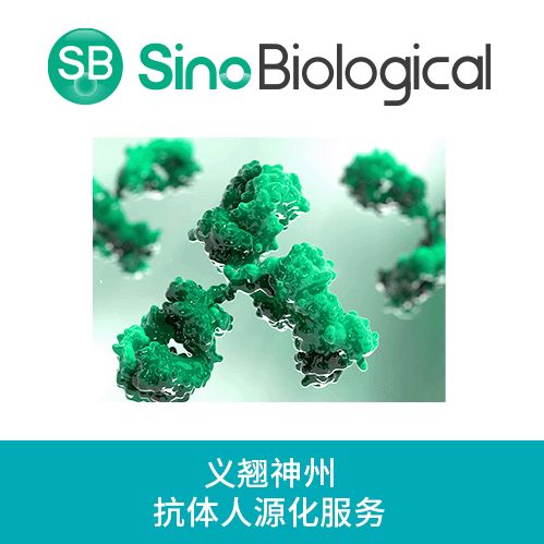抗体人源化服务