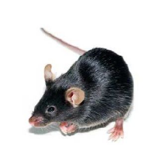 酒精肝（ALD）动物模型