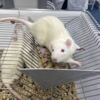 肥胖（DIO）动物模型