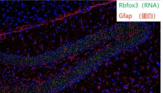 【新品速递：GeneScope】探索荧光原位杂交技术的起源