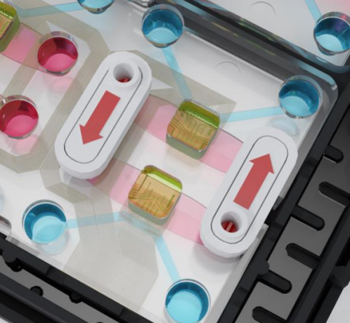 NETRI器官芯片——让芯片中的细胞互做从2D转向“类器官”