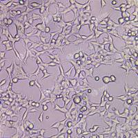 人胚肾细胞(HEK293-Cas9)