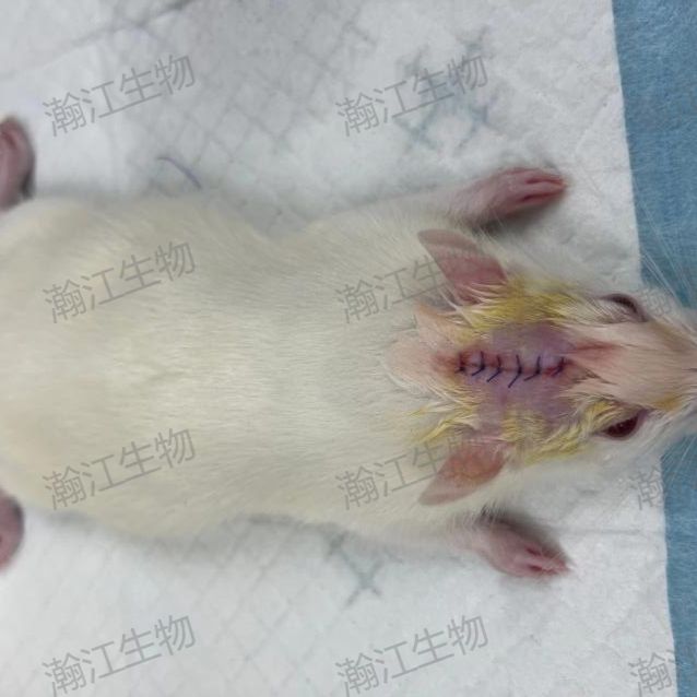 颅骨损伤动物模型