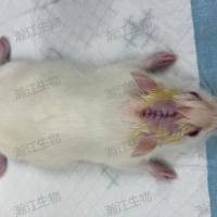 颅骨损伤动物模型