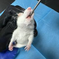 胃溃疡动物模型