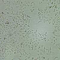 FLUC-人宫颈癌细胞(Hela)