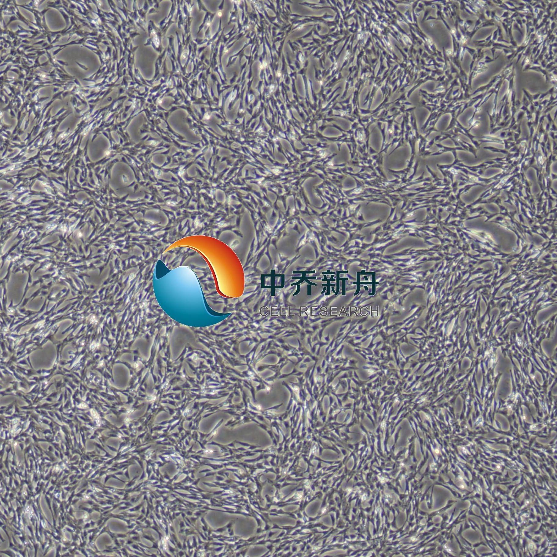 大鼠黄韧带细胞