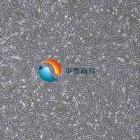 大鼠黄韧带细胞