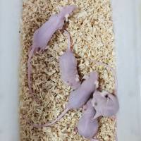 裸鼠、大鼠、小鼠等动物造模