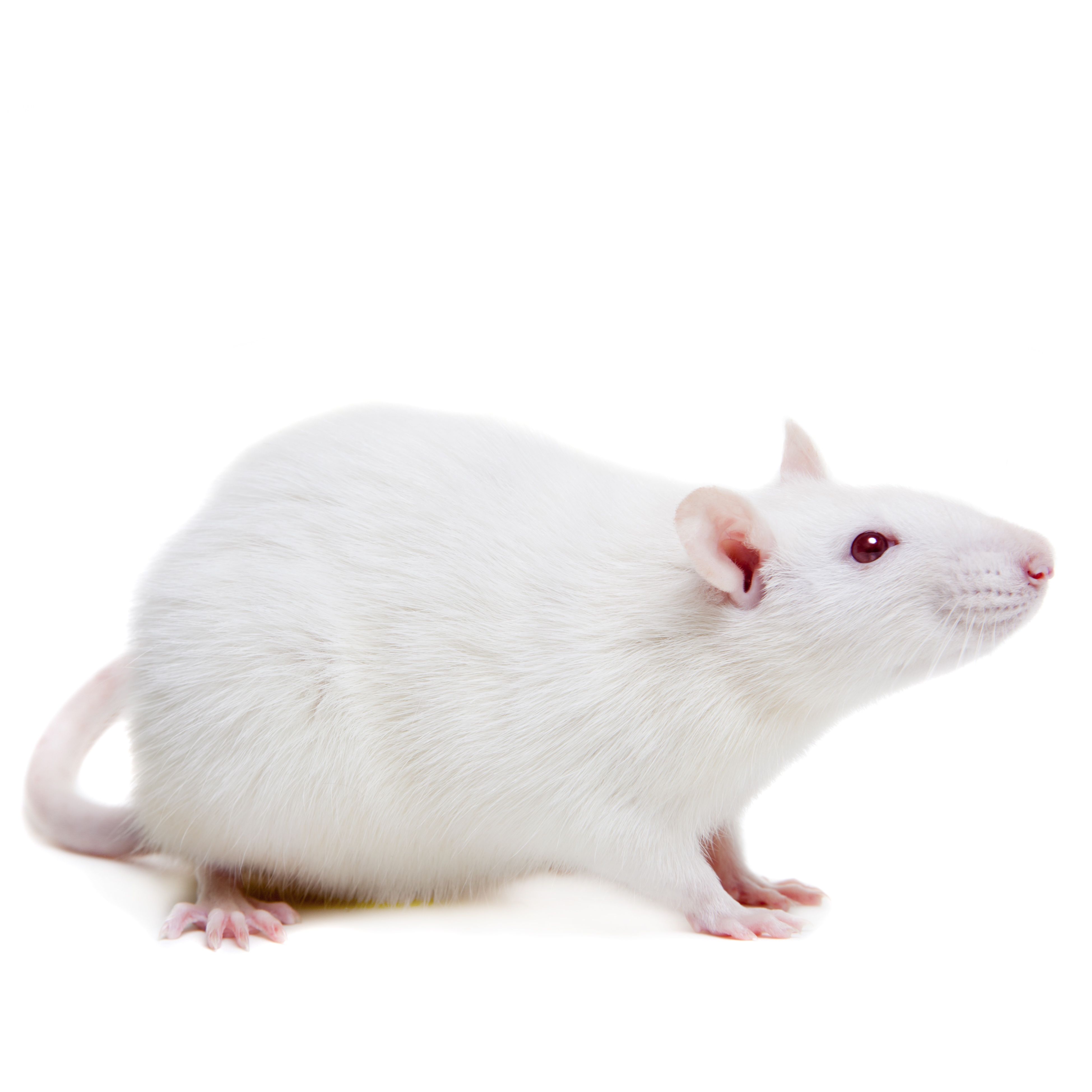 胃酸分泌动物模型