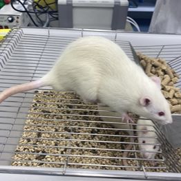 胫骨骨折大鼠模型