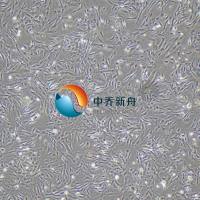 小鼠肺大动脉平滑肌细胞