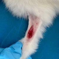 骨缺损动物模型