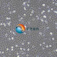 小鼠肾近曲小管上皮细胞