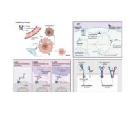 抗体偶联药物（ADC）/抗体-药物偶联物 子时纳米定制服务