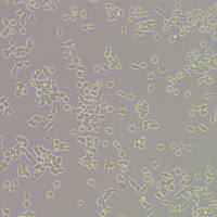 FLUC-小鼠单核巨噬细胞白血病细胞（2倍体）(RAW 264.7)