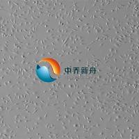 小鼠骨髓树突状细胞(DC细胞)